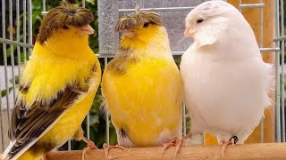 تغريد كناري للتزاوج جولستر canary gloster singing [upl. by Valerie593]