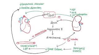 Pharmacology  CVS  Nitric Oxide amp Vasoactive Peptides Part2 [upl. by Femmine]