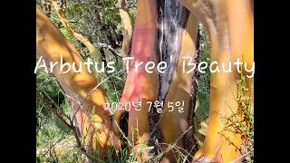 Arbutus Trees Beauty [upl. by Edna97]