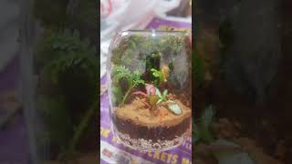 Small terrarium tutorial terrariumart terrarium relax meditation buddha tutorial [upl. by Ientruoc494]