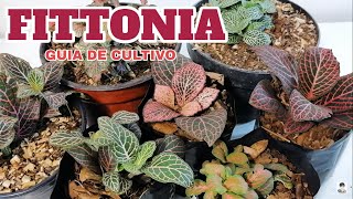 fittonia cuidados y cultivo chuyito jardinero [upl. by Zitah955]