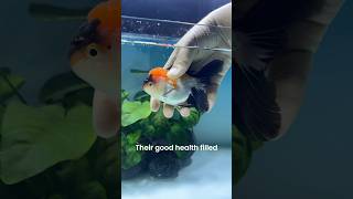 My New Fancy Goldfish 🍊🧡 pets animal goldfish aquarium [upl. by Yelime632]