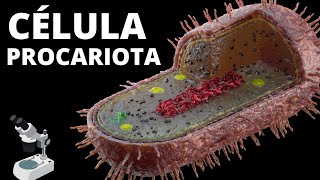 👩‍🏫La CÉLULA PROCARIOTA  Sus partes organelos celulares características y funcionamiento🦠 [upl. by Brit]