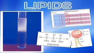 Lipids Quiz 1 AS Cambridge Biology Revision [upl. by Seadon]