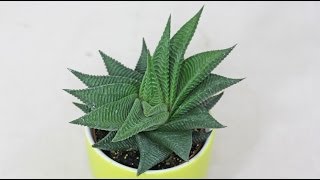 Haworthia limifolia [upl. by Nosiddam]