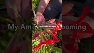 gardenlover plantslover amaryllis flowerslover homegarden homegrown springtime melbourne [upl. by Julietta925]