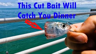 Using Cut Bait To Catch Dinner Fishing Fort Desoto Pier [upl. by Alidia]