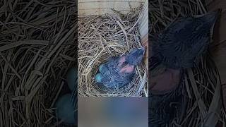 BiiiiiiiiiG Stretch 🐦🥱 bluebirds birds birdslover nestbox floridabirds nature [upl. by Aloise]