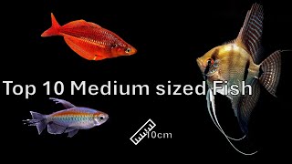 Top 10 MediumSized Fish [upl. by Lewin]