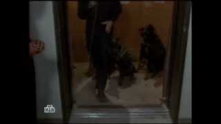 Dobermans in movie  20 part 3  Доберманы в кино [upl. by Netsoj]