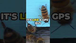 The Secret Language of Bees Waggle Dance Explained [upl. by Tat]