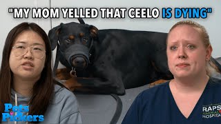 Ceelo the Puppy Has Head Tremors [upl. by Evelinn660]