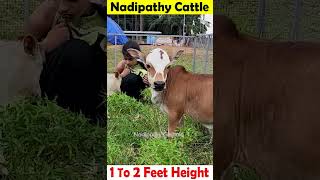 Lovely short cows 😍 cow youtube pets animals yt farming music friends cute india cattle [upl. by Akinehc]