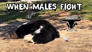 Male Ostriches Fighting Creates Massive MixUp [upl. by Gyasi]