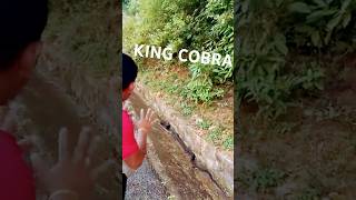 King cobra at Military Camp kingcobra whildlife cobra trending mrbeast [upl. by Yeneffit]