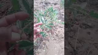 VNR 3357 Tomato F1 Hybrid Seeds farming tamatar vnrseeds [upl. by Egarton]