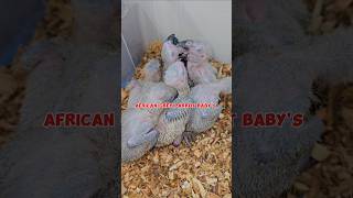 African grey parrot babys greyparrots parrot [upl. by Besnard]