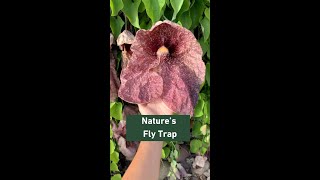 Aristolochia gigantea  Plant Talk [upl. by Halehs175]