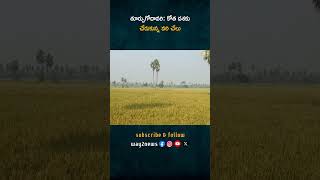 తూర్పుగోదావరి జిల్లాలో తొలకరి వరి కోత దశకు చేరుకుంది  East Godavari District Harvesting Stage [upl. by Ettener936]