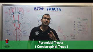 Pyramidal Tracts  Corticospinal Tract [upl. by Darren]