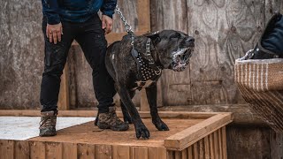 Cane Corso Basic Obedience amp Protection Training Session [upl. by Modeste]