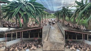 DUCK FARM NG TORIL DAVAO CITY UPDATEMY BLESSINGS NAPANOORIN [upl. by Catlee275]