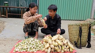 The homeless boy and the poor girl harvest radishes to sell at the market  Homeless boy [upl. by Aiza]