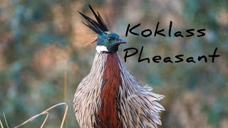 koklass Pheasant morning calling [upl. by Yedorb]