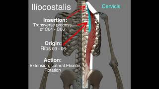 Iliocostalis  Origin amp Insertion [upl. by Anaimad]