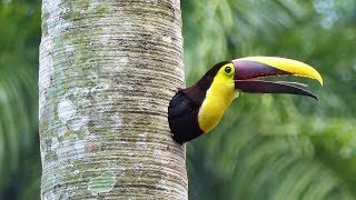 Yellowthroated Toucan Nesting HD [upl. by Bornie]