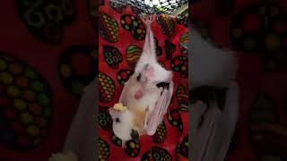 Talngai Dharun  Megabat  Leucistic Greyheaded Flyingfox Fruit bat [upl. by Nylorak516]