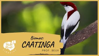 Biomas CAATINGA  Ensino Fundamental [upl. by Adien65]