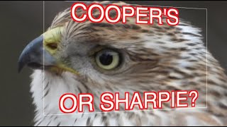 How to ID Coopers and Sharpshinned Hawks NARRATED [upl. by Peppel]