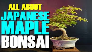 The Ultimate Guide to Japanese Maple Bonsai Beauty [upl. by Richie]