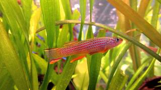 killifish Aphyosemion striatum [upl. by Burr]