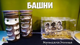 Переселяем муравьев в башни ● Myrmicaria brunnea [upl. by Perlie]