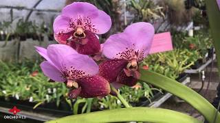 OrchidWeb  Vanda sanderiana [upl. by Chretien]