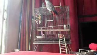 African gray parrot speaking english amp spanish [upl. by Aneeb973]