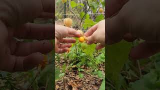 Cape Gooseberry Ground Cherry asmr [upl. by Roots]