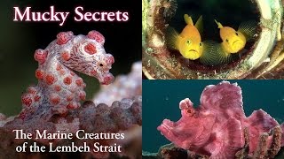 Mucky Secrets full  The Marine Creatures of the Lembeh Strait [upl. by Nappie]