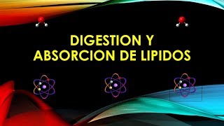 DIGESTION Y ABSORCION DE LIPIDOS [upl. by Reinar]