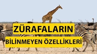 Zürafalar Ses Çıkartabilirmi [upl. by Siraj]