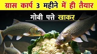 गोबी पत्ते से भयंकर ग्रोथ  चौंकाने वाले नतीजे  Grass Carp Fish Farming [upl. by Romina]