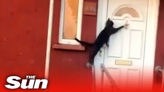 ‘Britain’s politest cat’ knocks on a front door to be let in [upl. by Montano973]