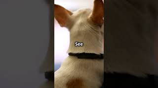 The Hidden Dangers of Misreading Your Dogs Cues dogs puppy petexperts pets [upl. by Elletnahc960]