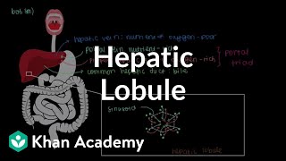 Hepatic lobule  Gastrointestinal system physiology  NCLEXRN  Khan Academy [upl. by Hulbert]