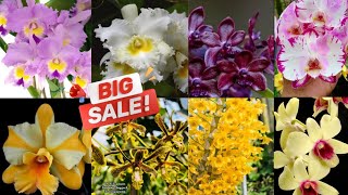 🔴Live Super Big Sale 🥳 Cattleya Dendrobium Phalaenopsis Gigantea Panenan Koleksian Terbaru🤗🤗 [upl. by Retsel]