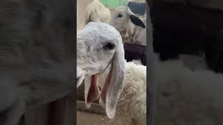 Livestock live cattlesfarming subscribe foryou goat [upl. by Llohcin297]