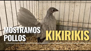 Pollos en el criadero  KIKIRIKIS [upl. by Horlacher]