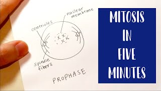 Mitosis in 5 Minutes  Drawing and Labeling Diagram Tutorial [upl. by Cob]